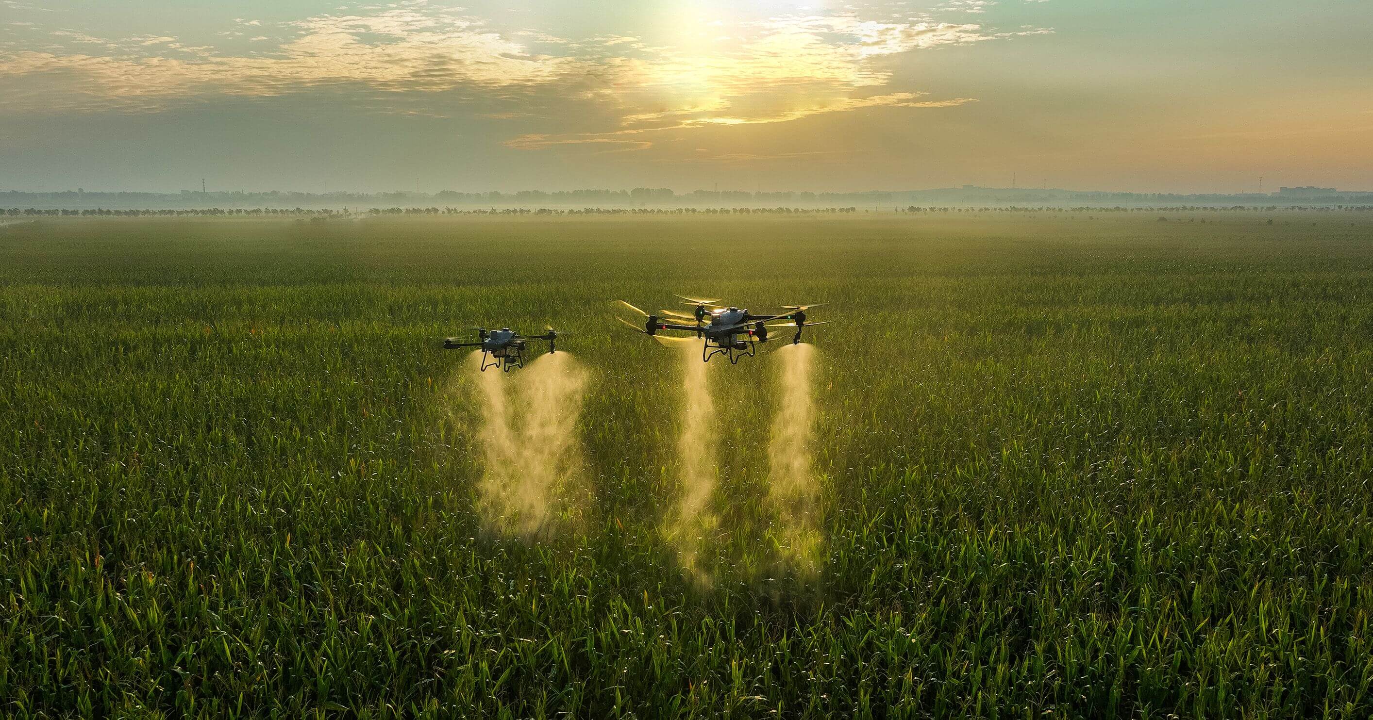 Vista aérea de cultivos tratados con dron